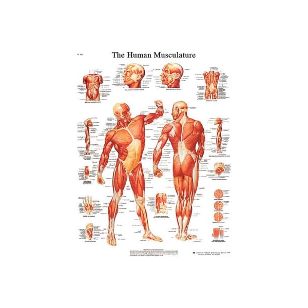 3B Anatomical Chart - Musculature, Sticky Back